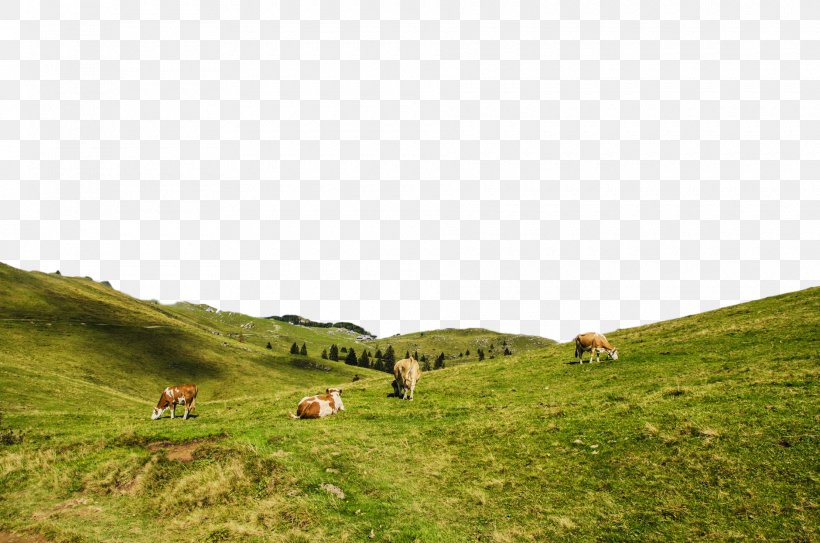 Grassland Pasture Nature Natural Landscape Natural Environment, PNG, 1880x1245px, Grassland, Grass, Green, Highland, Hill Download Free