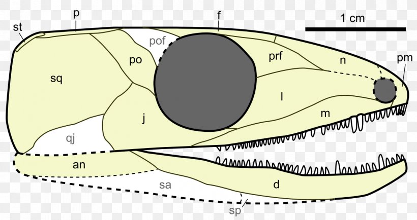 Mammal Hylonomus Carboniferous Chordate Paleothyris, PNG, 1200x636px, Watercolor, Cartoon, Flower, Frame, Heart Download Free