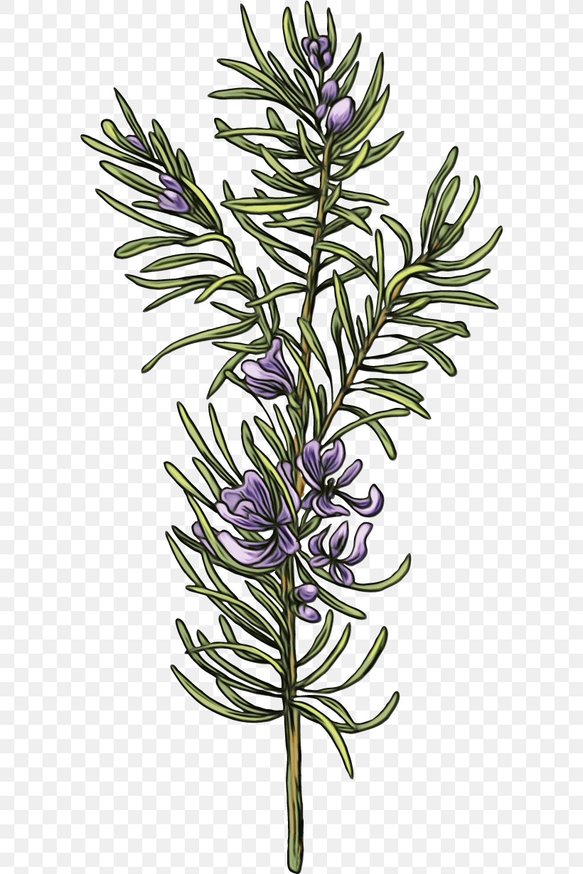 Rosemary, PNG, 594x1230px, Drawing Flower, American Larch, Floral Drawing, Flower, Herb Download Free