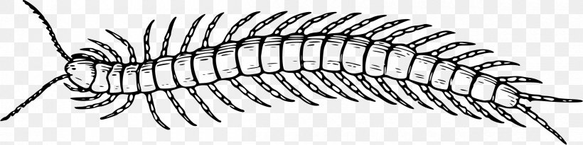 Scolopendra Gigantea Insect Centipedes Millipede Clip Art, PNG, 2400x602px, Scolopendra Gigantea, Black And White, Centipede, Centipede Bite, Centipedes Download Free