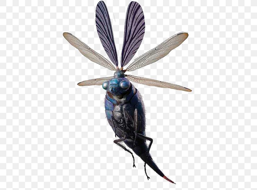 YouTube Harry Potter Billywig Fantastic Beasts And Where To Find Them Film Series Art, PNG, 435x606px, 3d Film, Youtube, Art, Arthropod, Dragonflies And Damseflies Download Free
