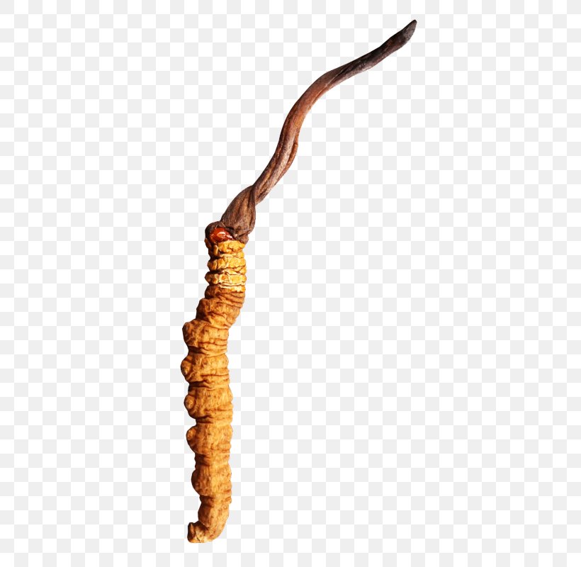 Worm, PNG, 800x800px, Worm Download Free