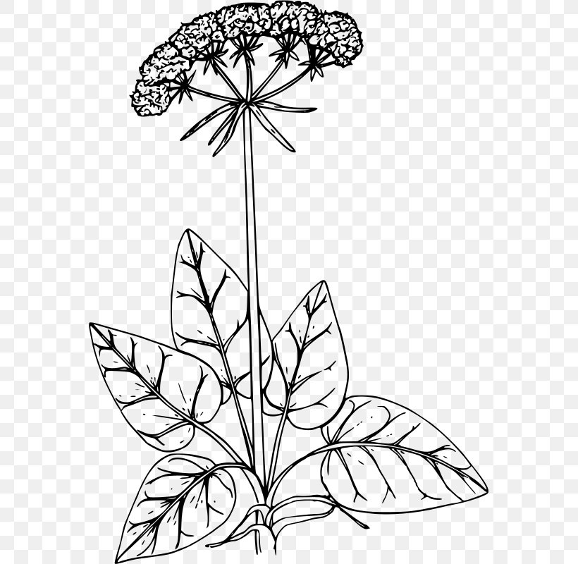 Drawing Buckwheat Floral Design Clip Art, PNG, 567x800px, Drawing, Art, Artwork, Black And White, Branch Download Free