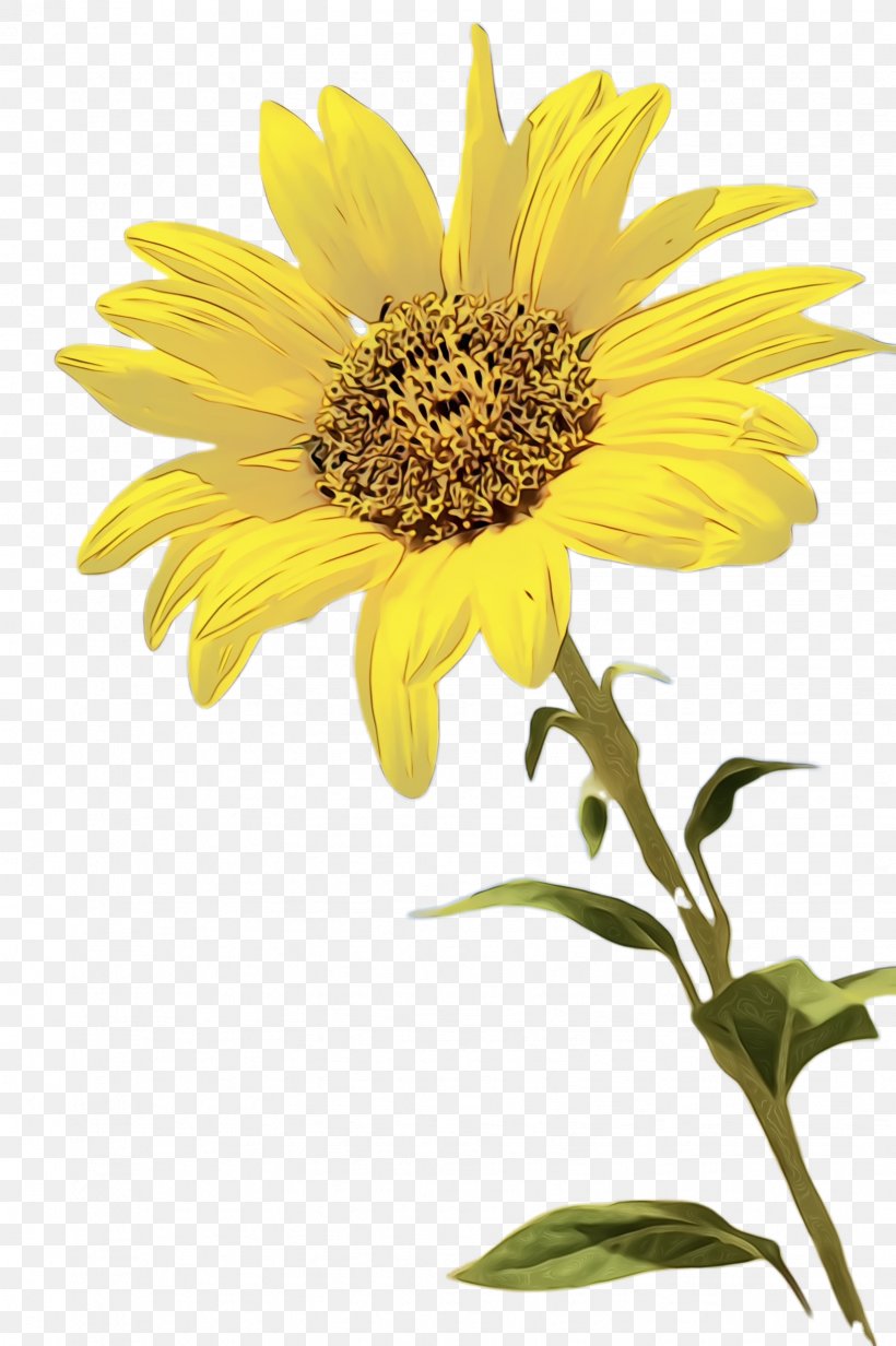 Flowers Background, PNG, 1632x2452px, Sunflower, Annual Plant, Asterales, Bloom, Common Sunflower Download Free