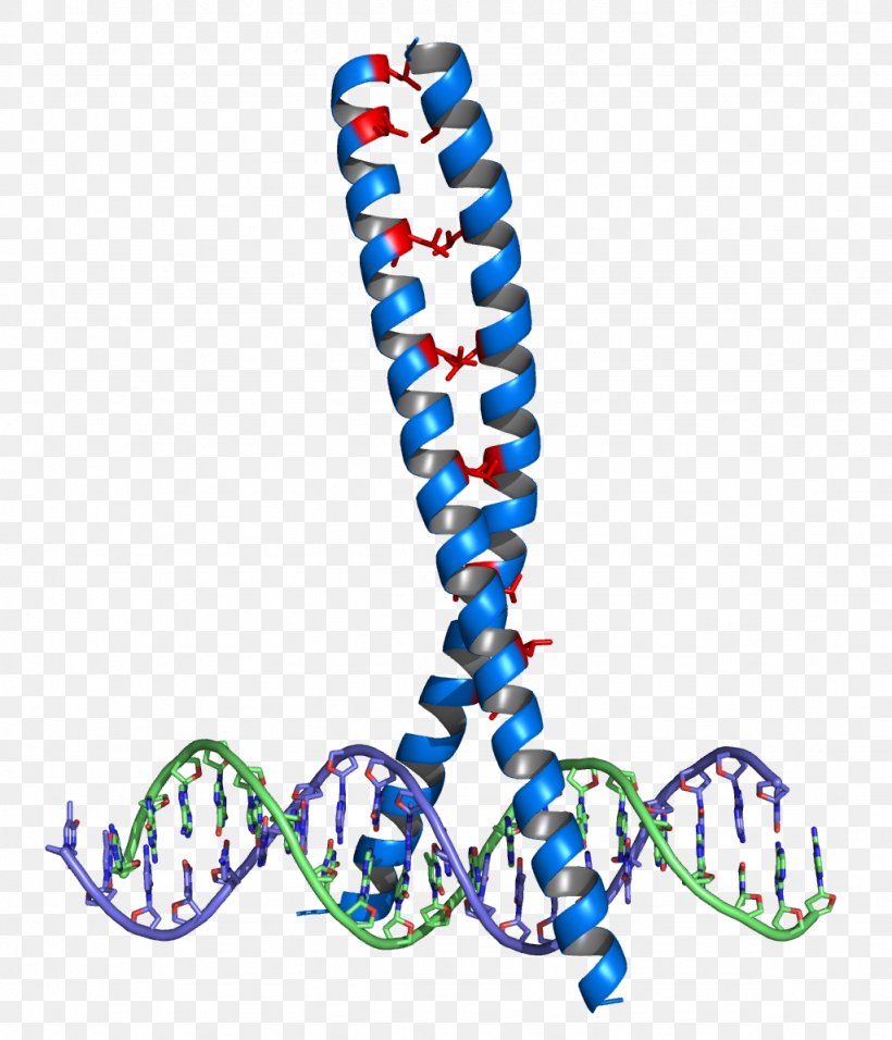 Leucine Zipper Structural Motif DNA-binding Domain Protein, PNG, 1024x1194px, Leucine Zipper, Alpha Helix, Amino Acid, Basic Helixloophelix, Body Jewelry Download Free