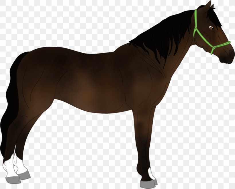 Mustang Pony Stallion Horse Harnesses Bridle, PNG, 900x725px, Mustang, Bridle, Equestrian, Equestrian Sport, Halter Download Free