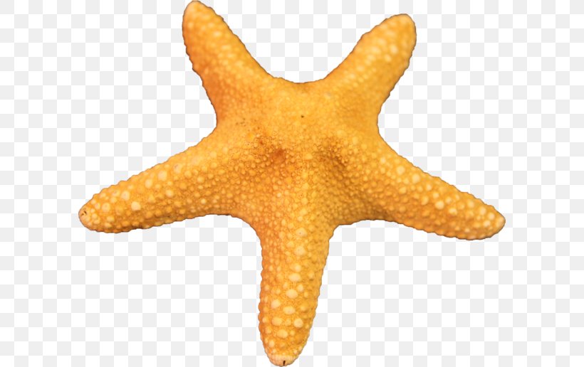 Star Drawing, PNG, 600x516px, Starfish, Drawing, Fish, Star, Starfish Clear Download Free