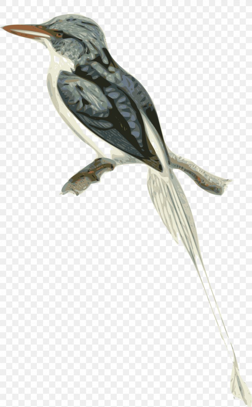 Biak Paradise Kingfisher Clip Art, PNG, 1190x1920px, Biak Paradise Kingfisher, Beak, Bird, Coraciiformes, Cuculiformes Download Free