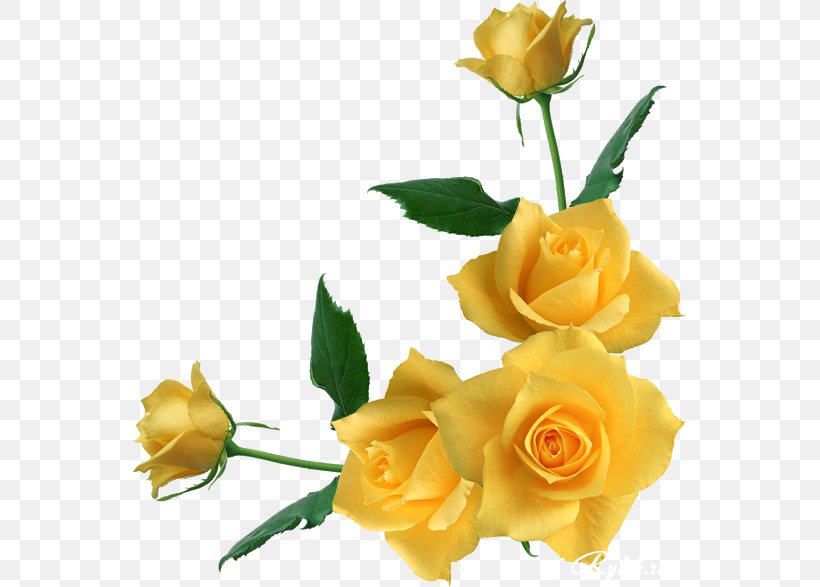 Garden Roses Flower Rosa Gallica Yellow, PNG, 553x587px, Garden Roses, Color, Cut Flowers, Floral Design, Floribunda Download Free