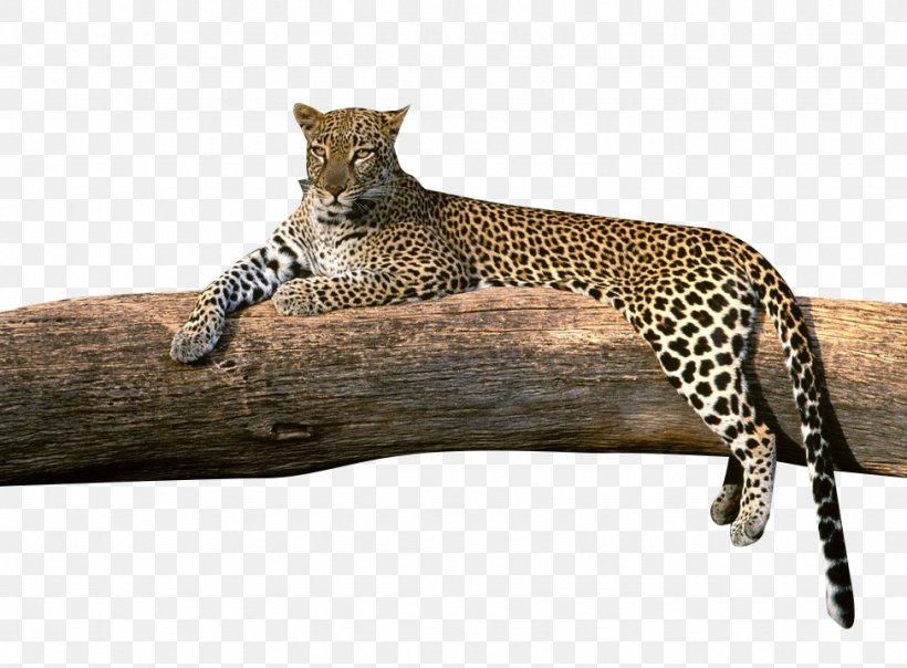 High-definition Television High-definition Video 1080p Amur Leopard  Wallpaper, PNG, 974x718px, 4k Resolution, Amur Leopard,
