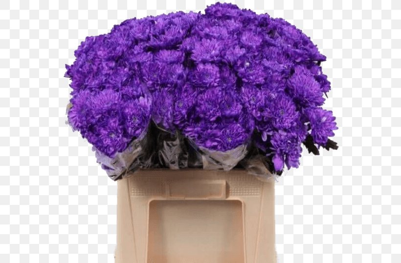 Lavender Flower Violet Hardy Chrysanthemums Lilac, PNG, 570x539px, Lavender, Artificial Flower, Chrysanthemum, Color, Cut Flowers Download Free