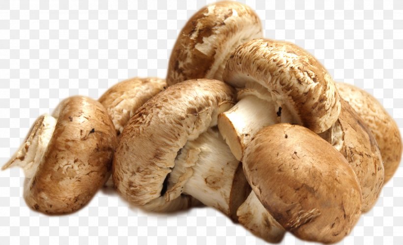 Mushroom Shiitake Food Wine Vegetable, PNG, 1800x1095px, Mushroom, Chanterelle, Common Mushroom, Edible Mushroom, Food Download Free