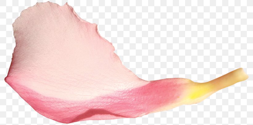 Petal Flower Transparency And Translucency Illustration, PNG, 800x404px, Watercolor, Cartoon, Flower, Frame, Heart Download Free