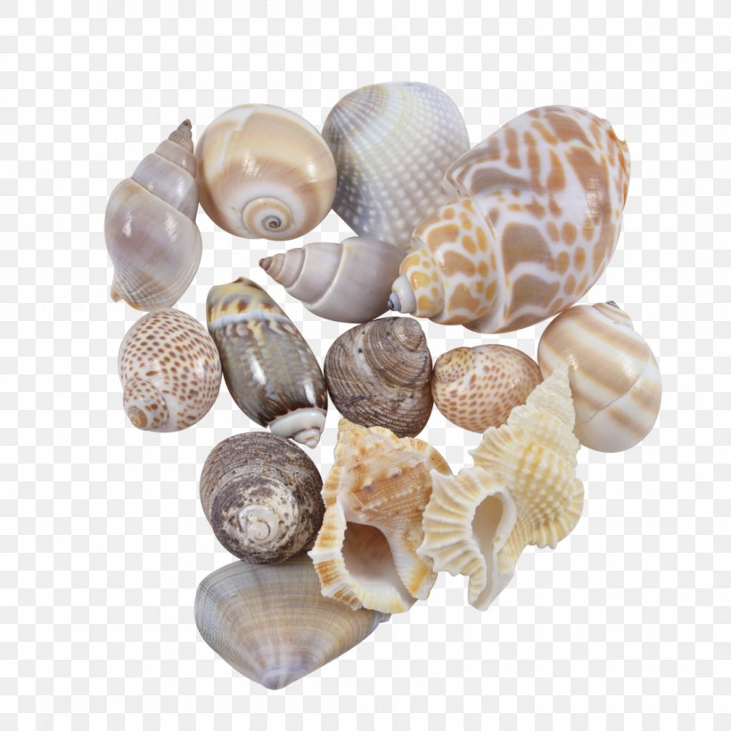 Seashell Cockle Conchology Sea Snail Spiral, PNG, 1100x1100px, Seashell, Cockle, Conchology, Craft, Gallon Download Free