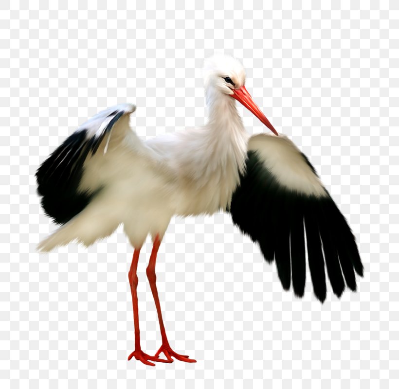 White Stork Bird Picture Frame Clip Art, PNG, 800x800px, Crane, Beak, Bird, Ciconiiformes, Crane Like Bird Download Free