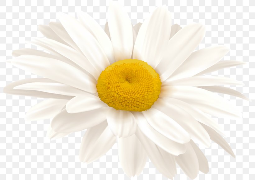Common Daisy Stock Photography Royalty-free Chamomile, PNG, 800x579px, Common Daisy, Chamaemelum Nobile, Chamomile, Chrysanths, Cut Flowers Download Free
