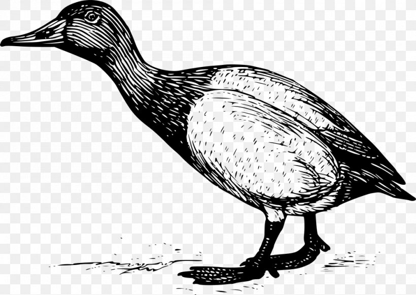 Duck Bird Canvasback Mallard Clip Art, PNG, 1000x709px, Duck, American Black Duck, Animal, Anseriformes, Beak Download Free