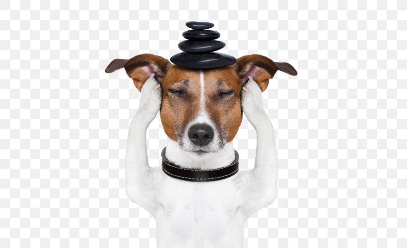 Jack Russell Terrier Pet Sitting Puppy Dog Grooming, PNG, 500x500px, Jack Russell Terrier, Carnivoran, Companion Dog, Dog, Dog Behavior Download Free