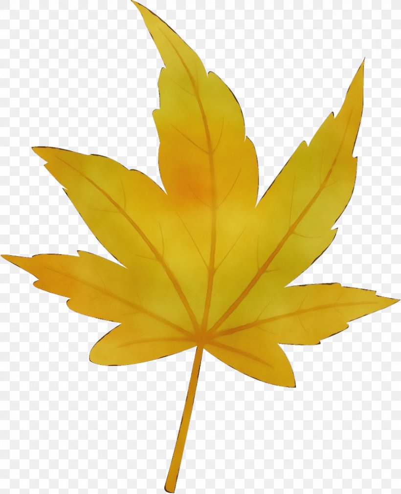 Maple Leaf, PNG, 832x1026px, Watercolor, Flower, Leaf, Maple Leaf, Paint Download Free