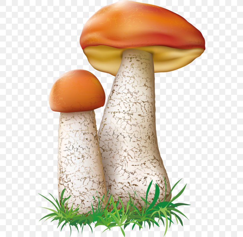 Mushroom Fungus Botanical Illustration, PNG, 566x800px, Mushroom, Agaricaceae, Basidiomycota, Boletus, Botanical Illustration Download Free