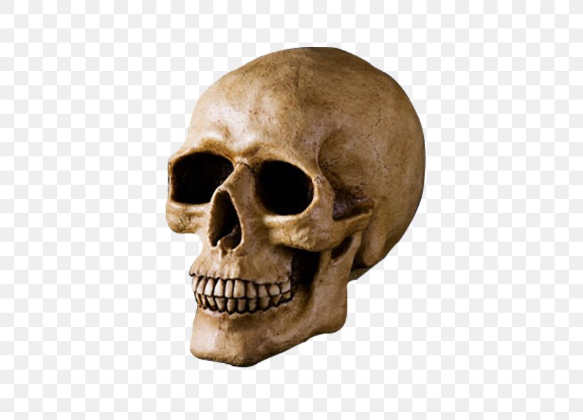 Skull U9ab7u9ac5 Bone Head, PNG, 591x591px, Skull, Bone, Color, Head, Jaw Download Free