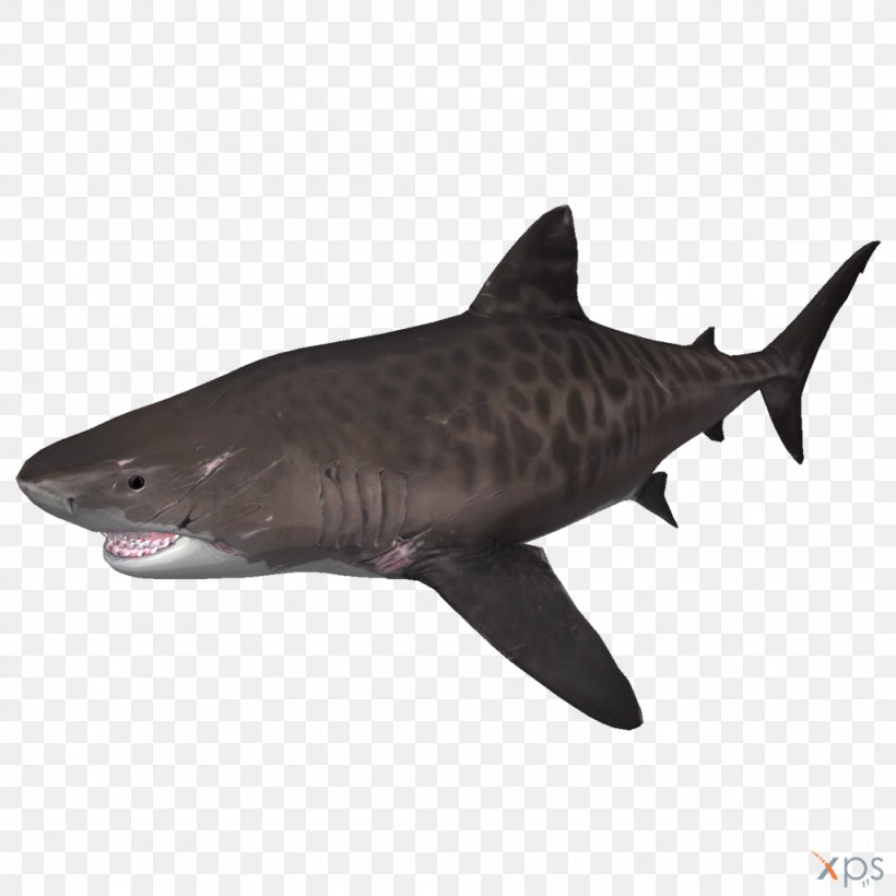 Tiger Shark Depth Megalodon, PNG, 1024x1024px, Tiger Shark, Animal, Bull Shark, Carcharhiniformes, Cartilaginous Fish Download Free