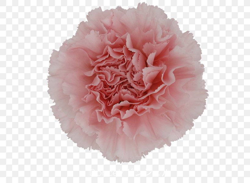 Carnation China Pink Cut Flowers Pink Flowers, PNG, 600x600px, Carnation, Boat Orchid, Cabbage Rose, China Pink, Cut Flowers Download Free