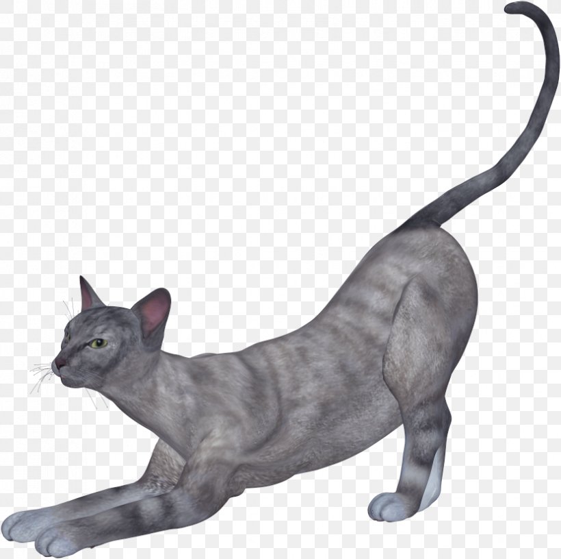 Cat Kitten, PNG, 829x825px, Cat, Animal, Black Cat, Carnivoran, Cat Like Mammal Download Free
