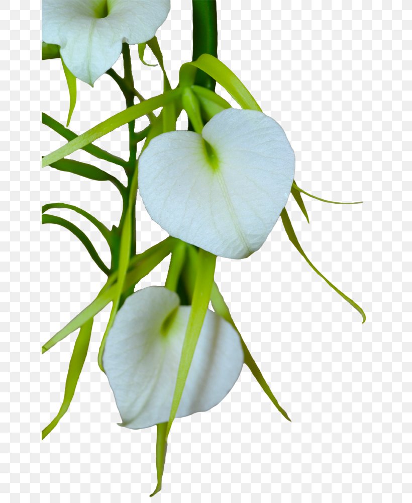 Petal Polyarteritis Nodosa Cut Flowers Plant Stem, PNG, 654x1000px, Petal, Basket, Cut Flowers, Dancinglady Orchid, Flora Download Free
