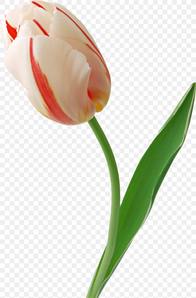 Tulip Flower Clip Art, PNG, 1053x1600px, Tulip, Bud, Calas, Cut Flowers, Digital Image Download Free