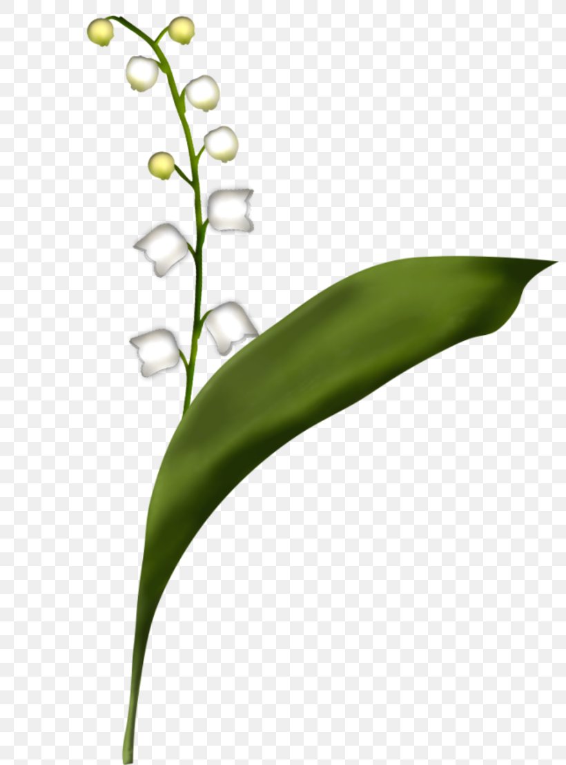 Lily Of The Valley Flower Plant Stem Leaf Grass, PNG, 800x1108px, Lily Of The Valley, Blume, Drawing, Flora, Flower Download Free