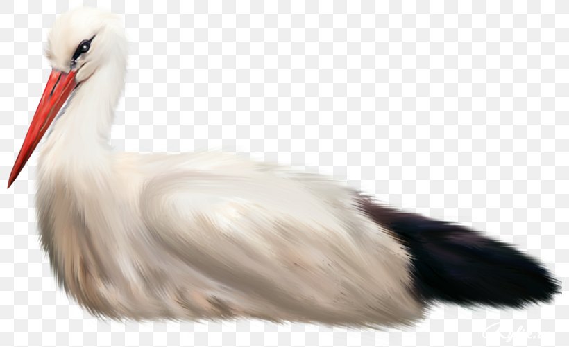 White Stork Water Bird Animal Seabird, PNG, 800x501px, White Stork, Animal, Archive File, Beak, Bird Download Free
