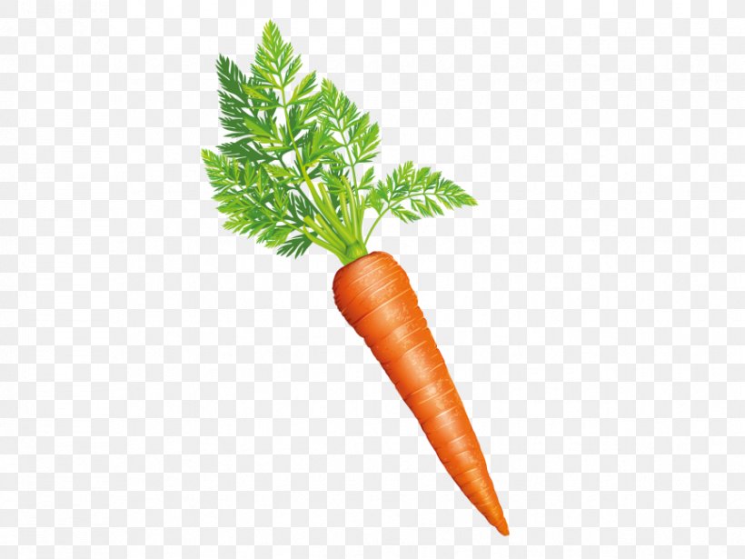 Baby Carrot Vegetable Greens Food, PNG, 866x650px, Baby Carrot, Artichoke, Cabbage, Carrot, Cauliflower Download Free