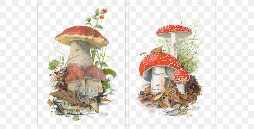 Boletus Edulis Koustrup & Co. Edible Mushroom Poster, PNG, 600x417px, Boletus Edulis, Agaricus Campestris, Boletus, Chanterelle, Danish Krone Download Free