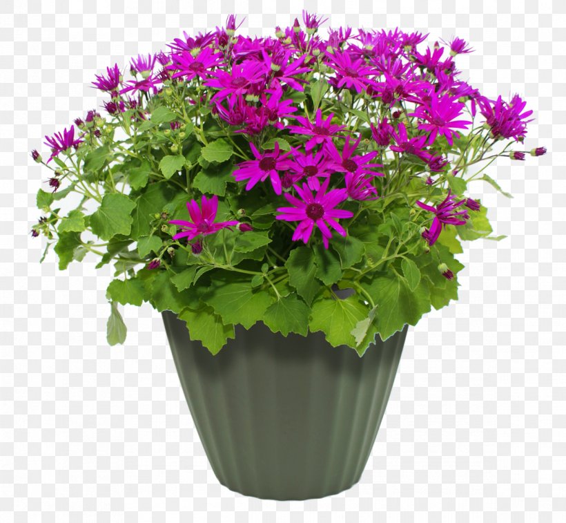 Maharashtra Public Service Commission Flowerpot MPEG-4 Part 14, PNG, 1169x1080px, Flowerpot, Annual Plant, Artificial Flower, Bathtub, Chrysanths Download Free