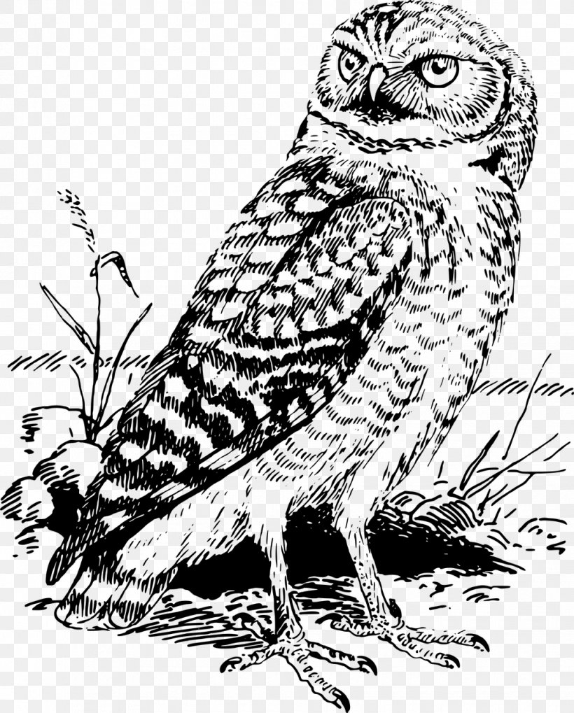Tawny Owl Snowy Owl Bald Eagle Clip Art, PNG, 1030x1280px, Owl, Art, Bald Eagle, Barn Owl, Barred Owl Download Free