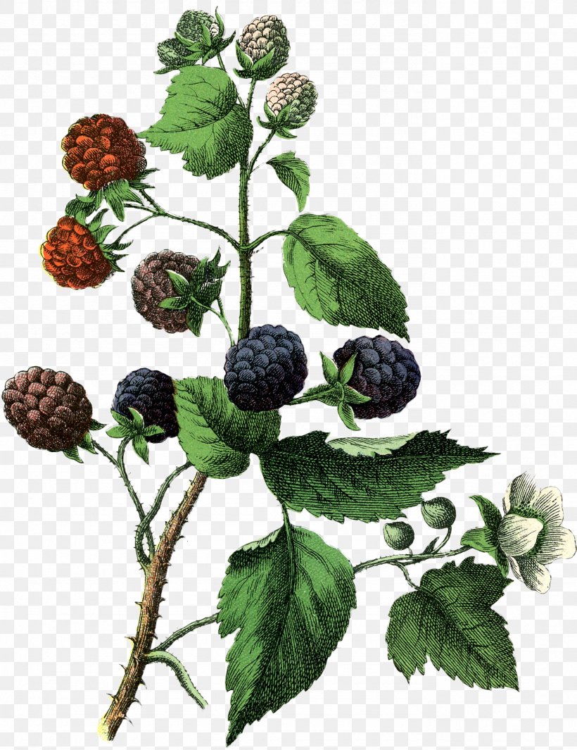 White Blackberry Drawing Fruit, PNG, 1385x1800px, Blackberry, Berry, Bilberry, Boysenberry, Bramble Download Free