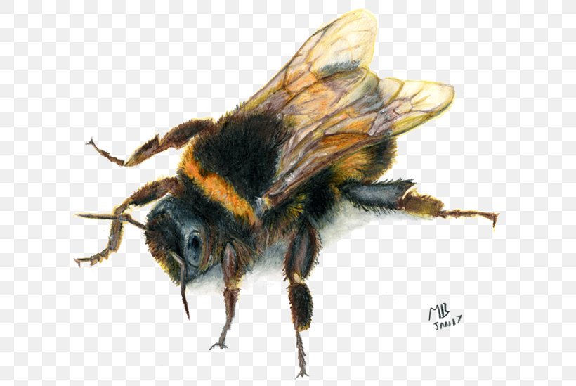 Bumblebee Drawing Image Clip Art, PNG, 650x549px, Bee, Arthropod, Bee Removal, Bee Sting, Black Fly Download Free