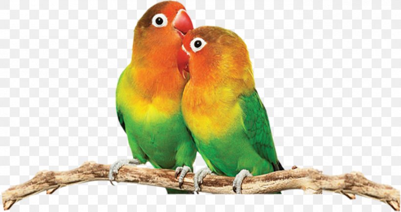 Fischers Lovebird Yellow-collared Lovebird Parrot, PNG, 1382x734px, Fischers Lovebird, Affection, Animal, Aviary, Beak Download Free