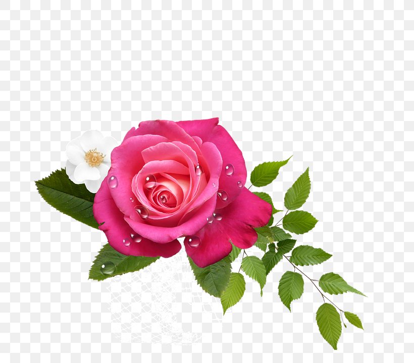 Garden Roses Cabbage Rose Pink Floribunda Flower, PNG, 720x720px, Garden Roses, Cabbage Rose, Color, Cut Flowers, Floral Design Download Free