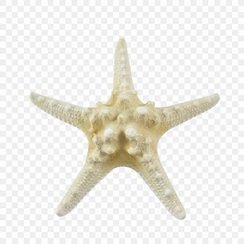 Starfish Seashell Marine Invertebrates, PNG, 1100x1100px, Starfish, Animal, Conch, Echinoderm, Horseshoe Crab Download Free