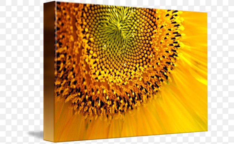 Sunflower M, PNG, 650x506px, Sunflower M, Flower, Flowering Plant, Petal, Sunflower Download Free