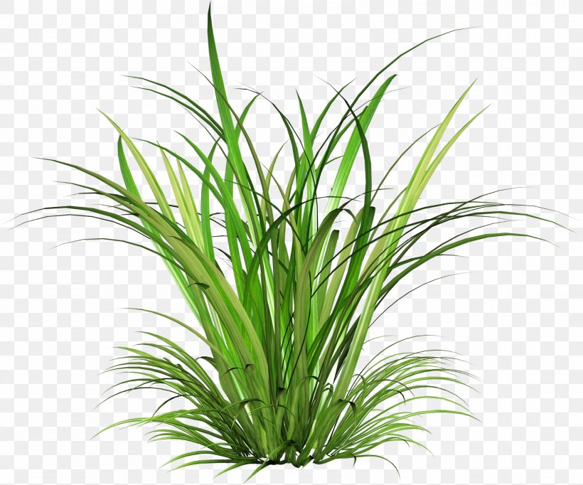Cymbopogon Martinii Green, PNG, 1600x1331px, Grasses, Aquarium Decor, Flower, Flowerpot, Garden Download Free