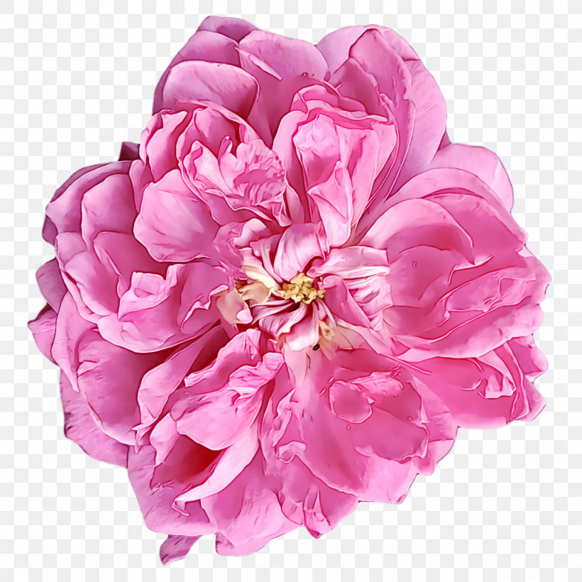 Garden Roses, PNG, 1440x1440px, Garden Roses, Artificial Flower, Cabbage Rose, Chrysanthemum, Cut Flowers Download Free