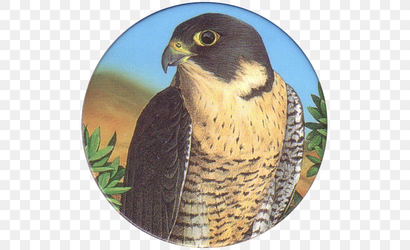 Hawk Hapoel Tel Aviv F.C. Owl Buzzard, PNG, 500x500px, Hawk, Beak, Bird, Bird Of Prey, Buzzard Download Free