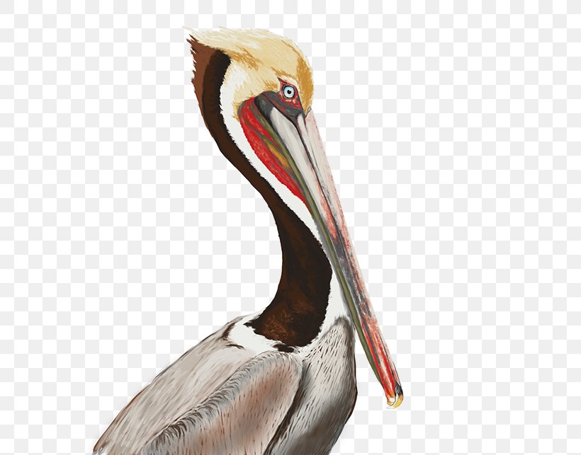 Monterey State Beach Seabird Brown Pelican Beak, PNG, 600x643px, Seabird, Beach, Beak, Behance, Biological Illustration Download Free
