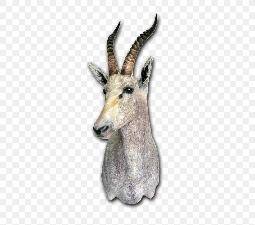 Springbok Taxidermy Skull Mounts Tanning Deer, PNG, 482x723px, Springbok, Antelope, Antler, Blesbok, Cape Bushbuck Download Free