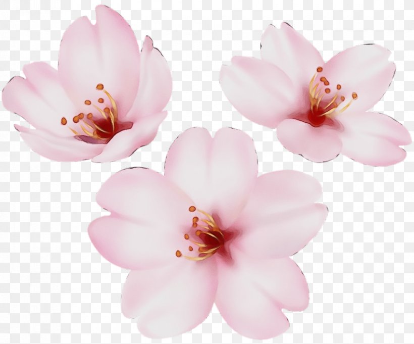 Cherry Blossom, PNG, 850x706px, Watercolor, Blossom, Cherry Blossom, Flower, Flowering Plant Download Free