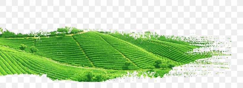Green Tea Yum Cha White Tea, PNG, 1920x699px, Tea, Banner, Coffee, Computer Software, Editing Download Free
