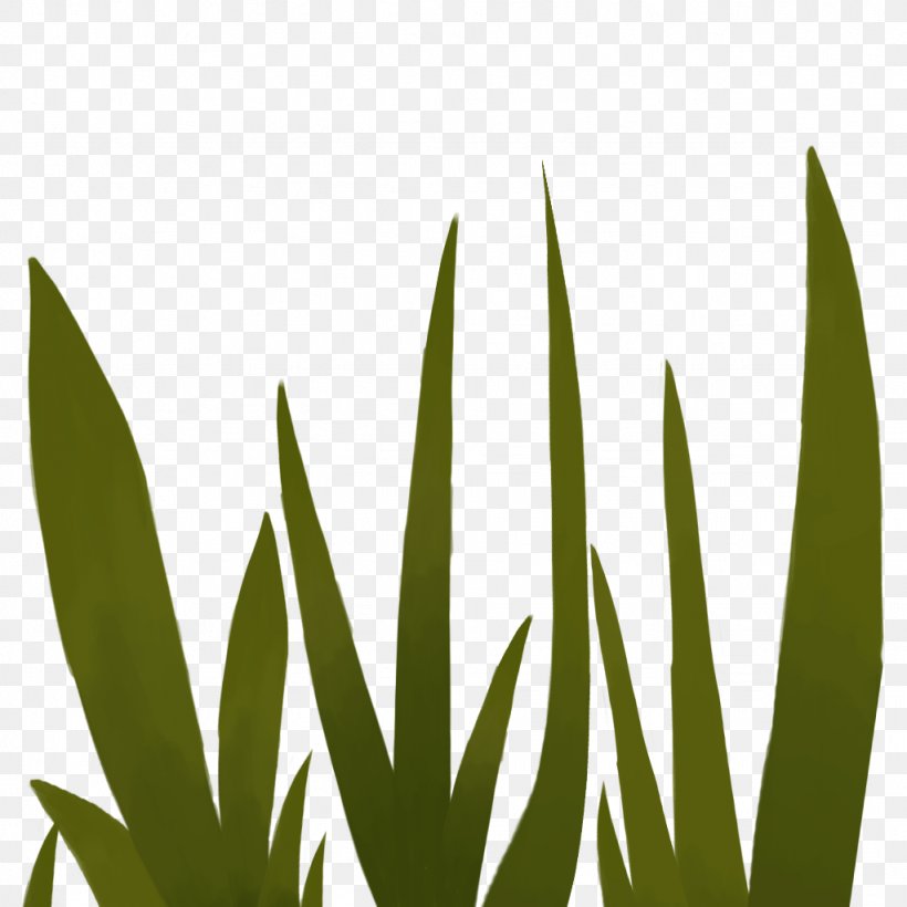 Leaf Grasses Plant Stem Font, PNG, 1024x1024px, Leaf, Family, Grass, Grass Family, Grasses Download Free